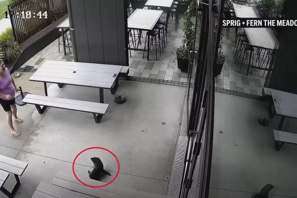 Yeni Zelanda'da bara giren yavru fok ortalığı karıştırdı!