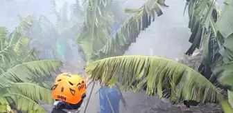 Antalya'da muz bahçelerinde yangın çıktı