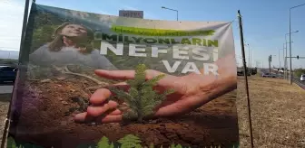 Cizre'de havalimanı yoluna fidan dikildi