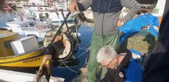 Gelibolu'da su ürünleri avcılığı denetimlerinde 45 kilogram balığa el konuldu