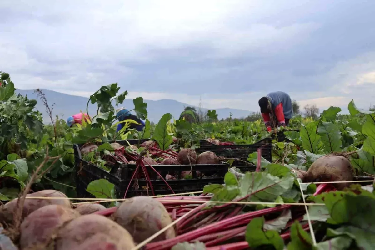 İzmir'in bereketli topraklarında 'Kırmızı elmas' mesaisi