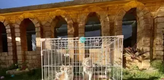 Libya'nın ilk 5 yıldızlı kedi oteli, kedilere lüks hizmet sunuyor