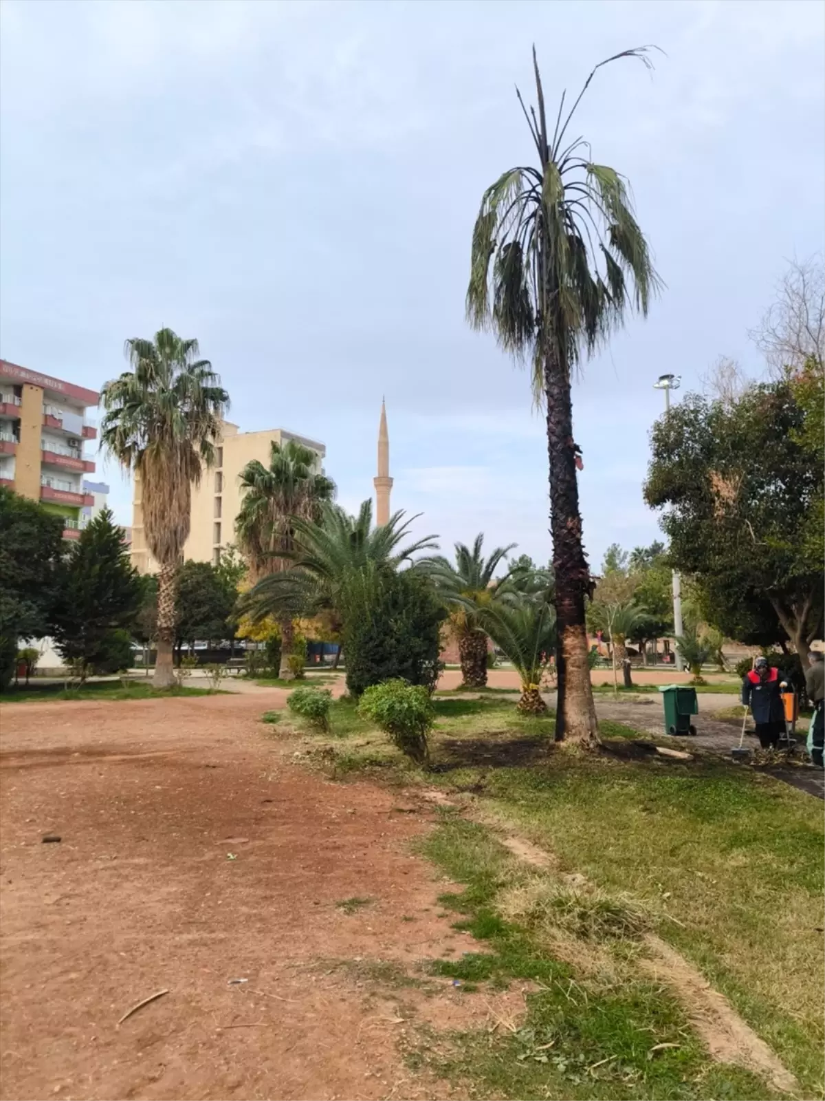 Mardin'de iki parktaki ağaç ve kamelyalara zarar verildi