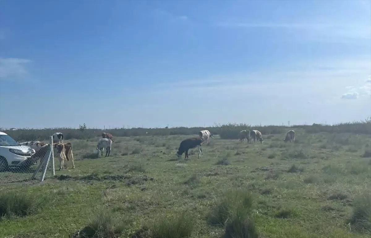 Tekirdağ'a kaçak yollarla büyükbaş hayvan getiren kişiye 105 bin lira ceza uygulandı