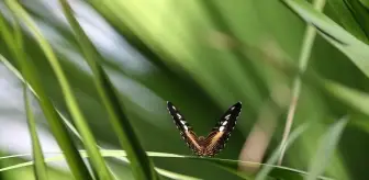 Şebiarus ziyaretçileri kelebeklerin tropikal dünyasını da keşfedecek