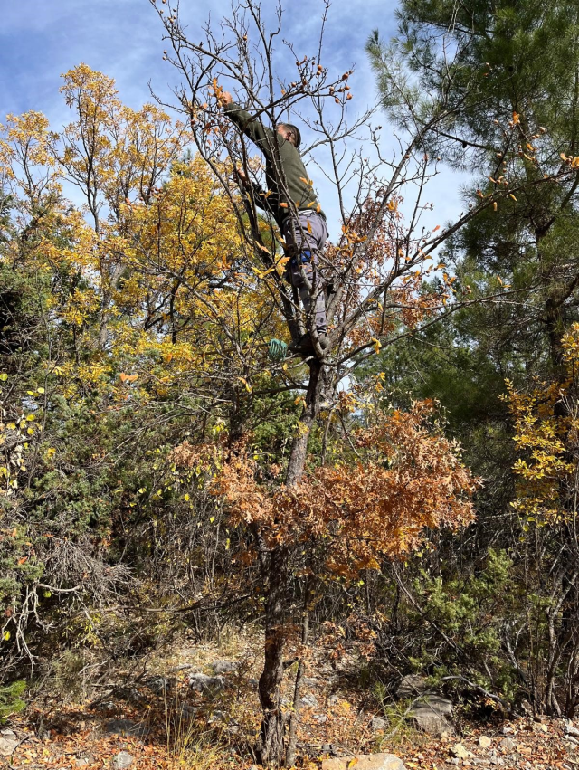 Someone did it 30 years ago and disappeared! The gatherer sells and finds healing