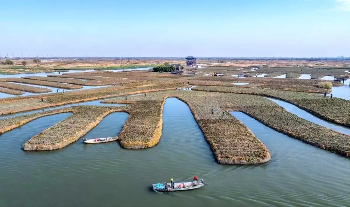Albüm: Çin'de "Büyük Kar" Sezonu Yaklaşırken Tarımsal Üretim Tüm Hızıyla Sürüyor