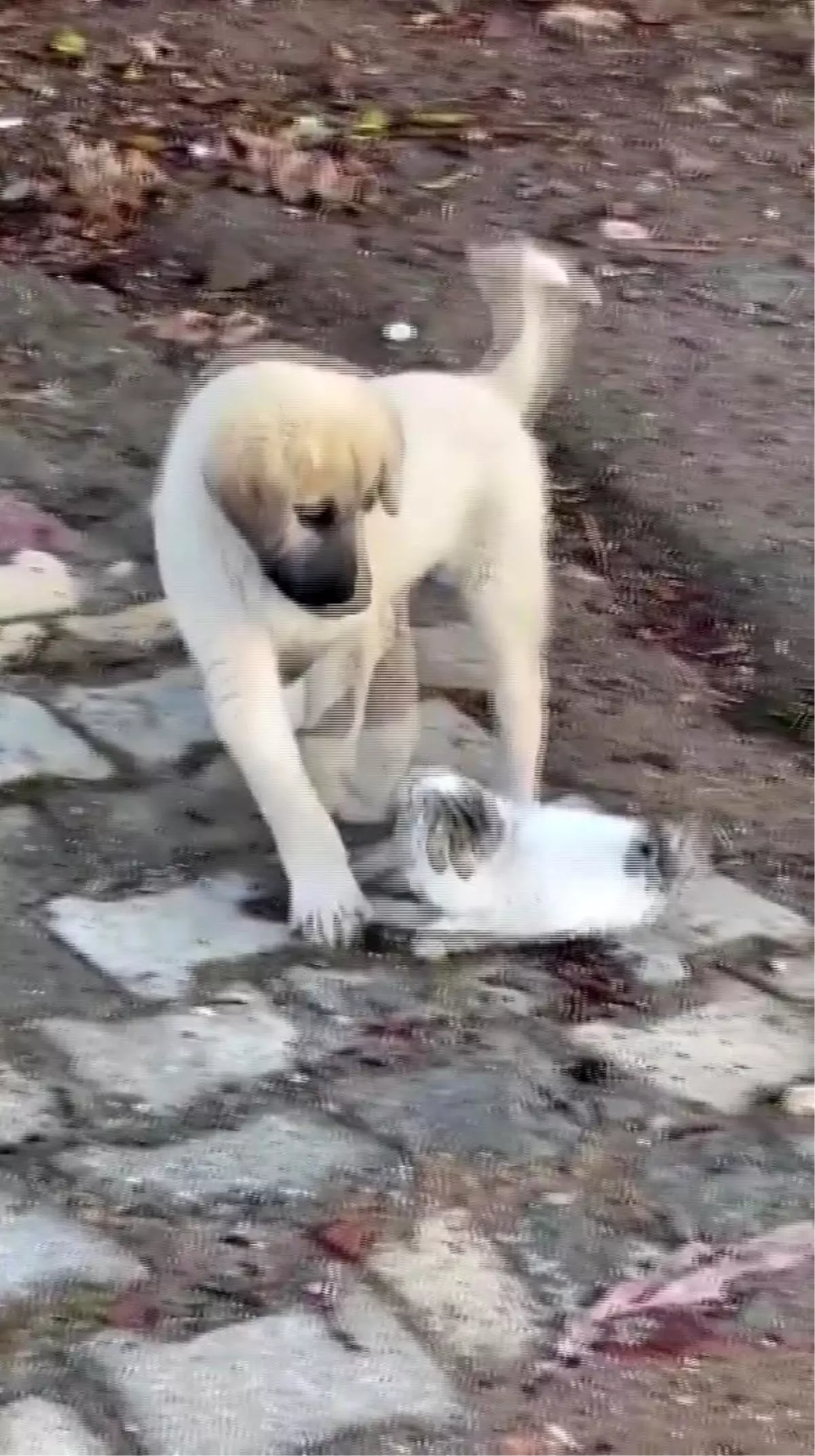 Gercüş'te yavru kedi ile yavru köpeğin sevimli kavgası kamerada