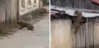 Köpek sesi duyunca ne yapacağını bilemedi! O anlar kameralarda