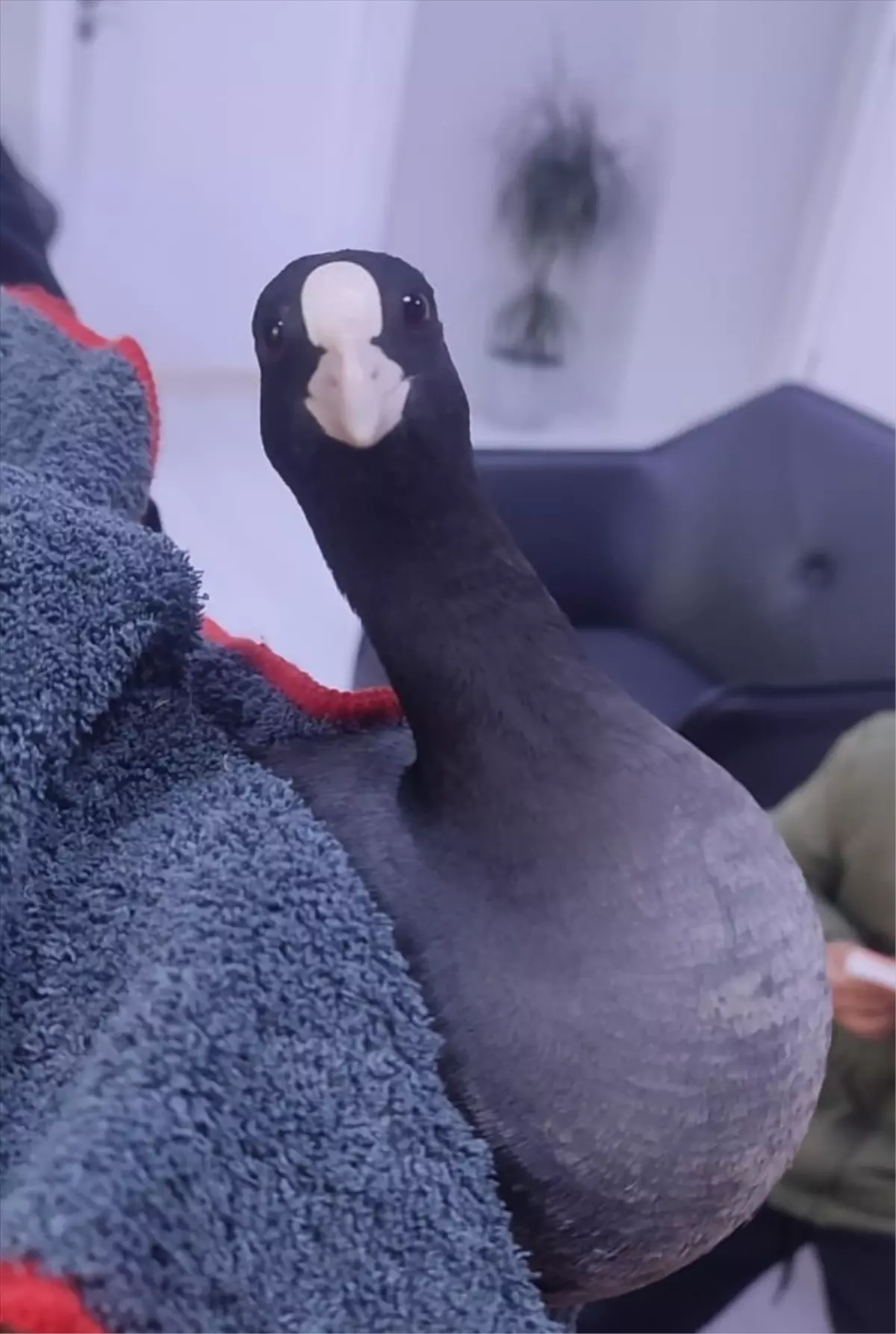 Şırnak'ta bitkin bulunan sakarmeke kuşu tedavi altına alındı