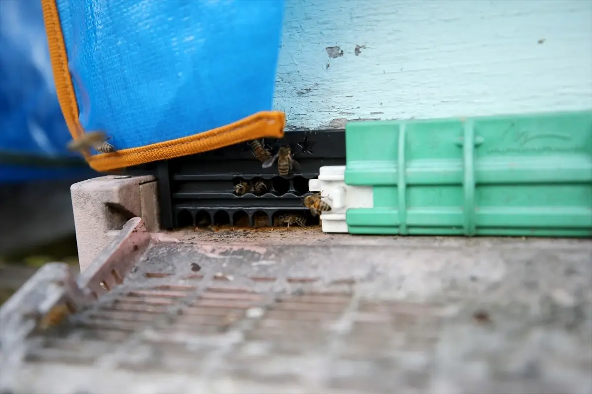 AB'den coğrafi tescil alan Yenice ıhlamur balını markalaştırma çalışmaları sürüyor