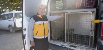 Adıyaman'da yaralı tilki tedavisinin ardından doğaya salındı