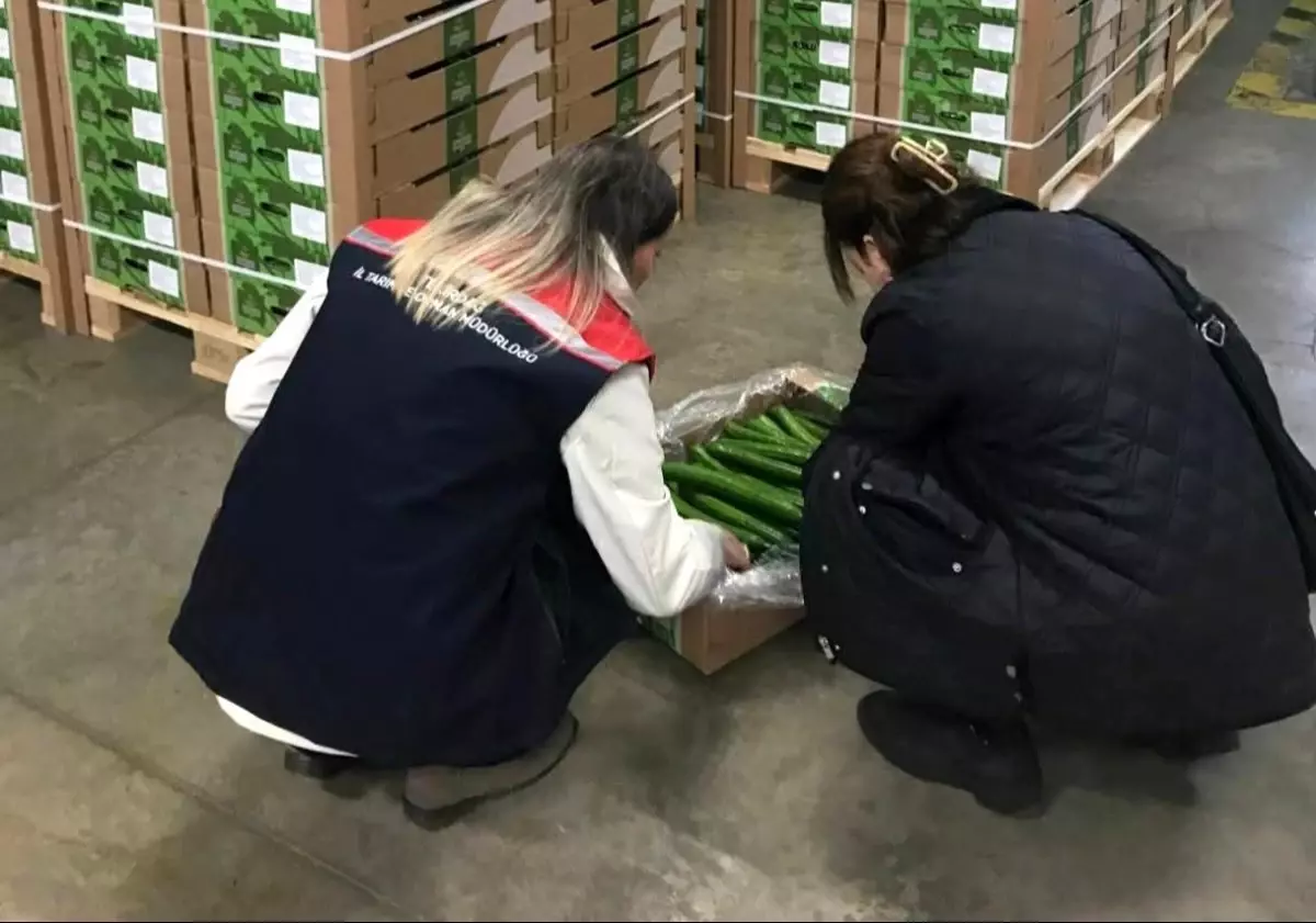 Çorlu'dan Hollanda'ya salatalık ihracatı