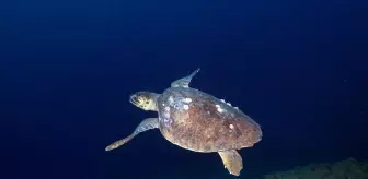 Doğu Akdeniz'in derinliklerine inen dalgıçlar canlıların renkli dünyasını görüntüledi