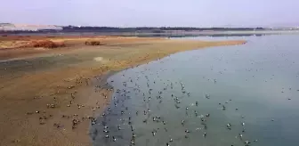 Elazığ'daki Cip Baraj Gölü farklı türde binlerce göçmen kuşu ağırlıyor