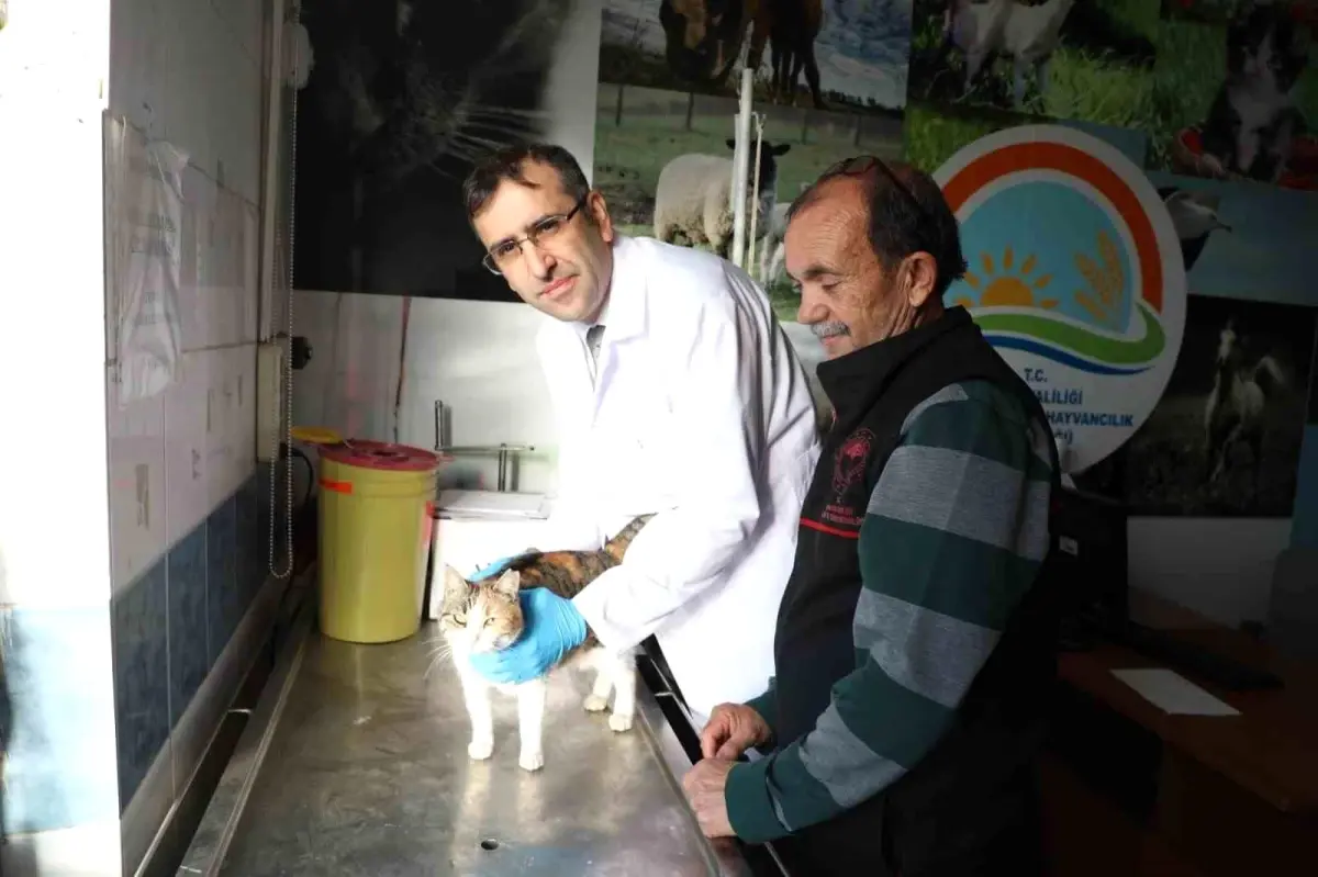 Kedi ve köpeklere mikroçip uyarısı: 31 Aralık son gün