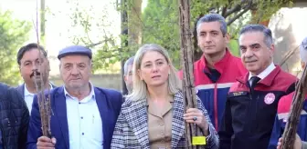 Nazilli'de üreticilere 4 bin kestane fidanı dağıtıldı