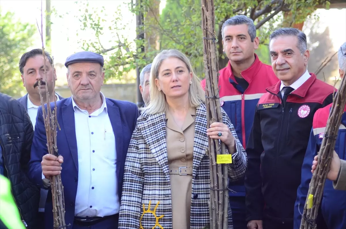 Nazilli'de üreticilere 4 bin kestane fidanı dağıtıldı