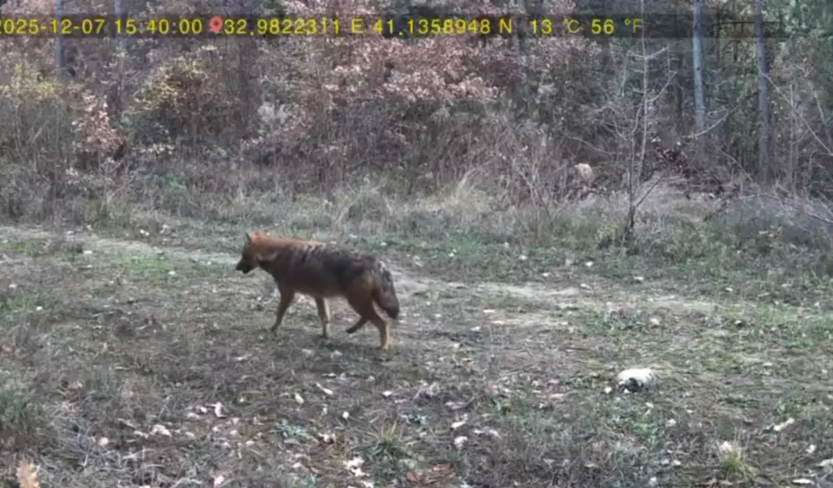 Karabük'te fotokapanlara vaşak ve kurdun görüntüleri yansıdı