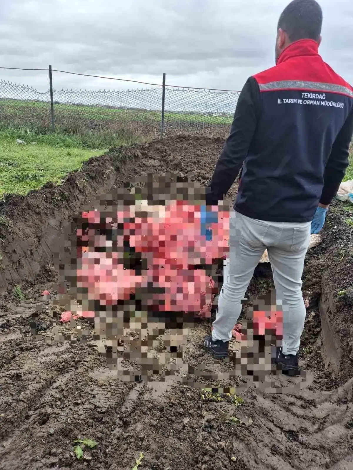 Tekirdağ'da 1 ton menşei belirsiz hayvansal ürün imha edildi