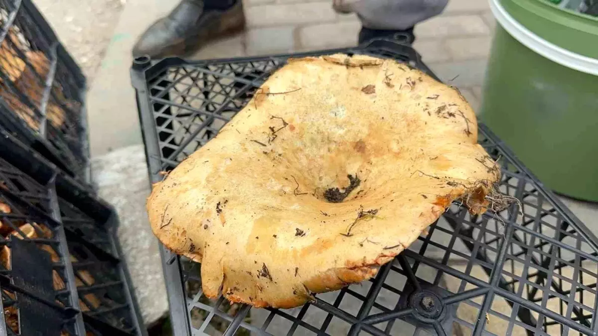 Yağmur yağdı, fiyatı 300 liradan 100 liraya düştü