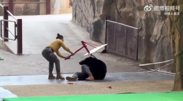 yiyecek kokusuyla cildiran ayi bakicisini agir 19336204 1203 m