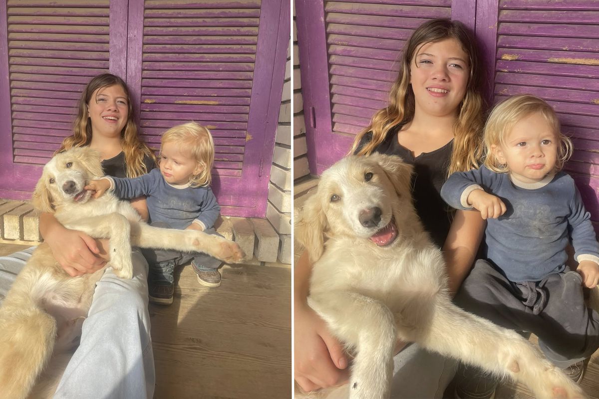 Yunanistan'da pitbull dehşeti: 2 yaşındaki çocuk hayatını kaybetti