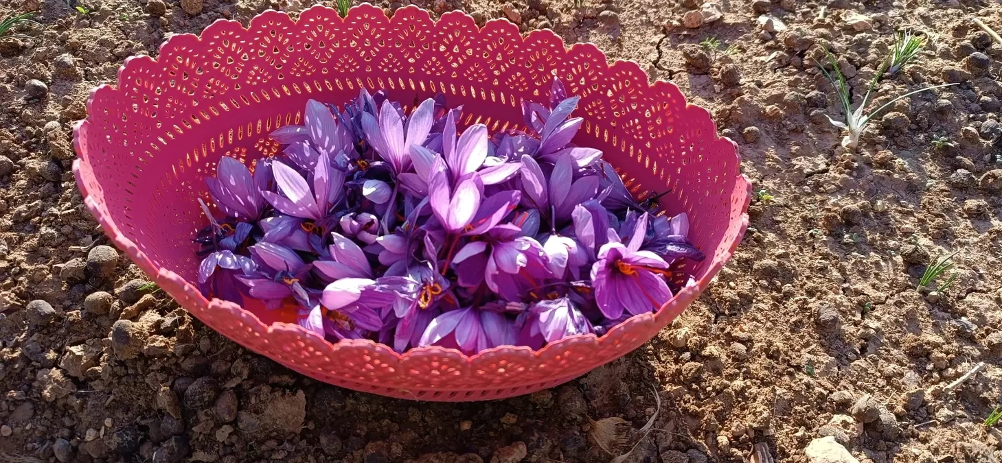 Batman'da fıstığa alternatif olarak ektiği safrandan yüksek verim aldı