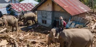 Endonezya'da felaketin boyutu büyüyor, enkazı temizlemek için filler kullanılıyor