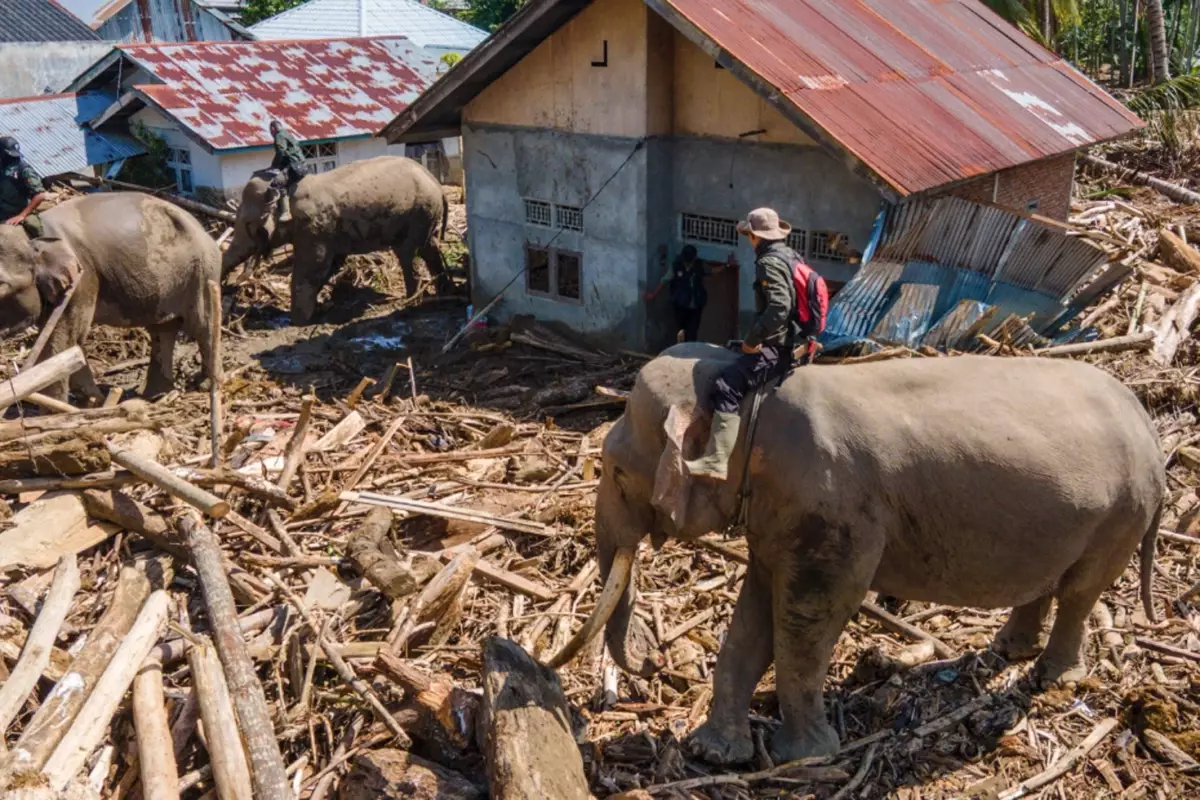 Endonezya'da felaketin boyutu büyüyor, enkazı temizlemek için filler kullanılıyor