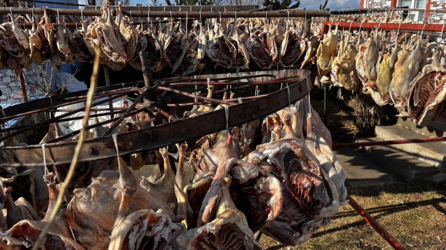 gurbetteki karslilar icin 900 kazi keserek 19337505 8314 m