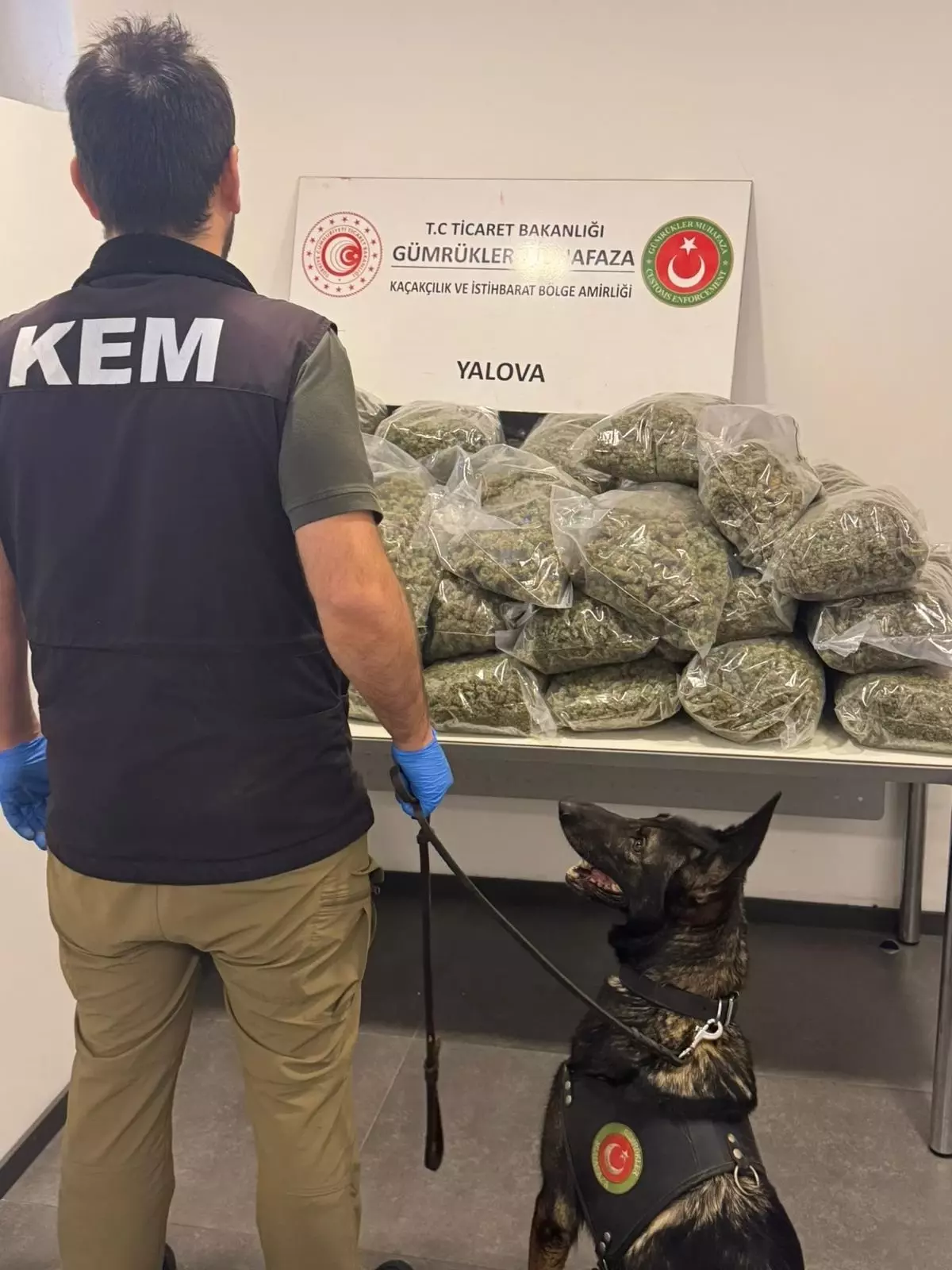 Yalova'da 23 milyon lira değerinde skunk ele geçirildi: 5 gözaltı