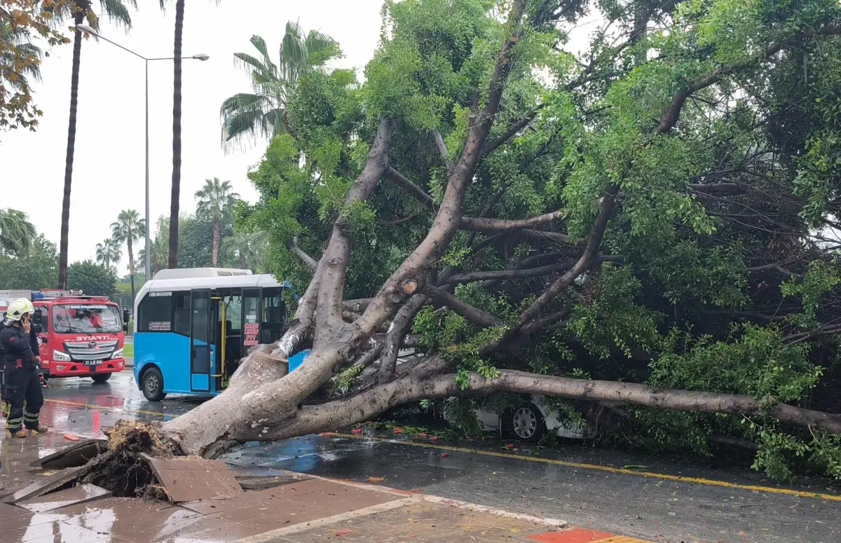 Mersin'de Kökünden Sökülen Ağaç 3 Araçın Üzerine Devrildi