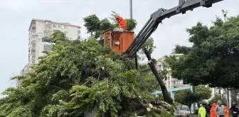 Mersin'de rüzgarın etkisiyle devrilen ağaç seyir halindeki 3 araca zarar verdi