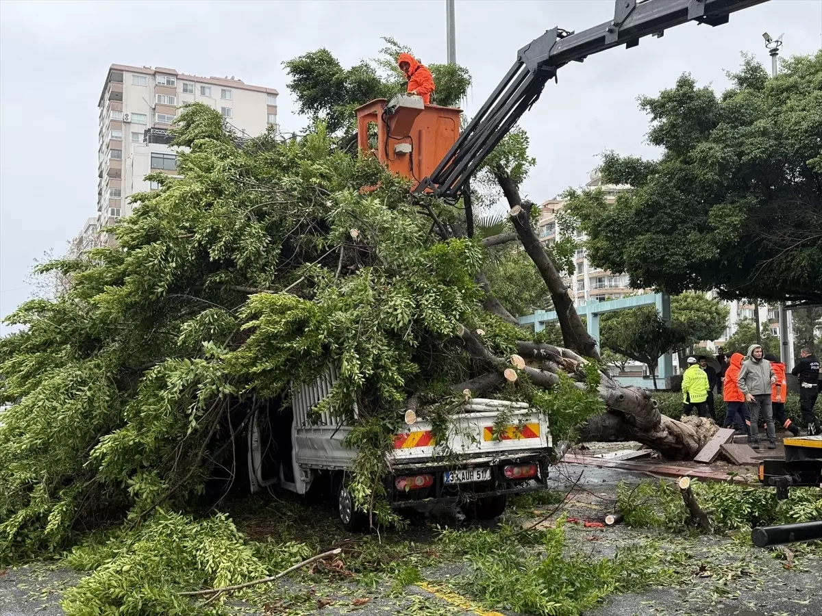 Mersin'de rüzgarın etkisiyle devrilen ağaç seyir halindeki 3 araca zarar verdi