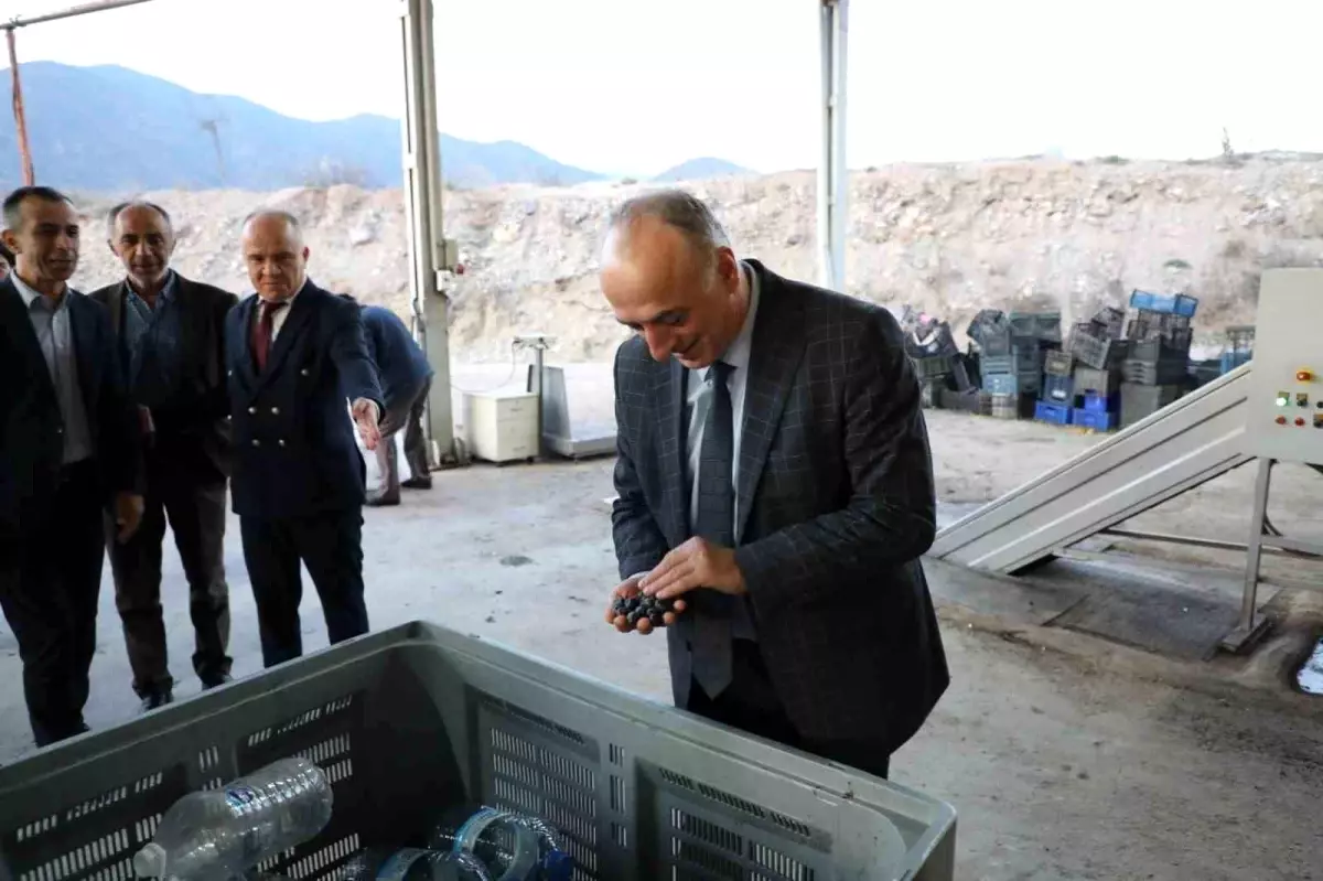 Sarıcakaya zeytinle ön plana çıkıyor