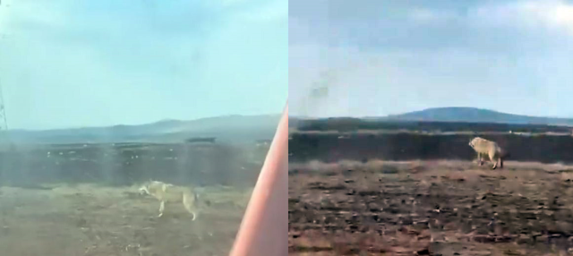 Sivas'ta tarlasını süren çiftçiyi ürküten görüntü Sivas'ta tarlasını süren çiftçiyi ürküten görüntü