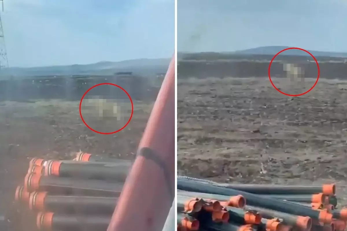 Sivas'ta tarlasını süren çiftçiyi ürküten görüntü