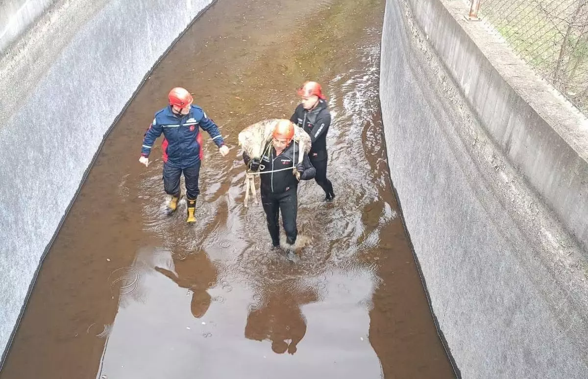 Su kanalına düşen karacayı, itfaiye kurtardı