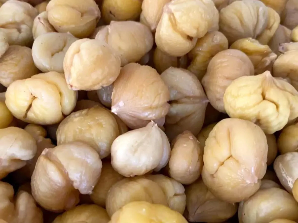 Türkiye'nin yüzde 33'ünü karşılayan Aydın Kestanesi, ihracata hazırlanıyor