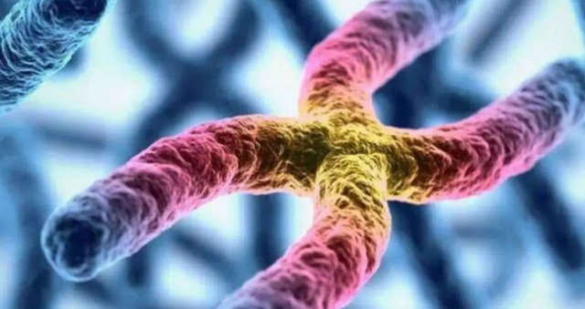 Y kromozomu yok mu oluyor? Erkekler yok mu olacak? Y kromozomu neden yok oluyor? Y kromozomu yok mu oluyor? Erkekler yok mu olacak? Y kromozomu neden yok oluyor?