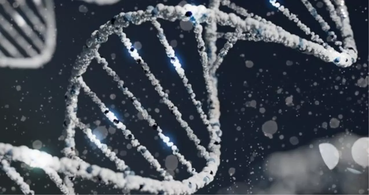 Y kromozomu yok mu oluyor? Erkekler yok mu olacak? Y kromozomu neden yok oluyor?