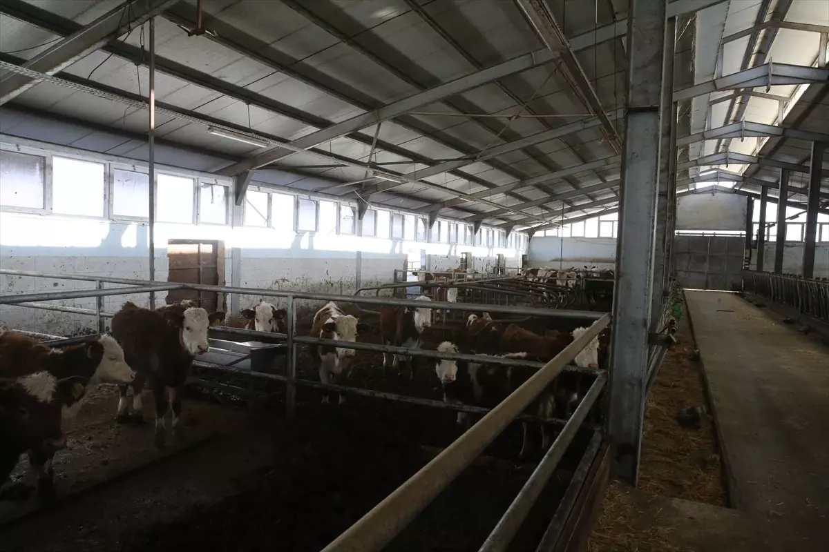 Devlet desteğiyle 4 olan hayvan sayısını 9 yılda 80'e çıkardı