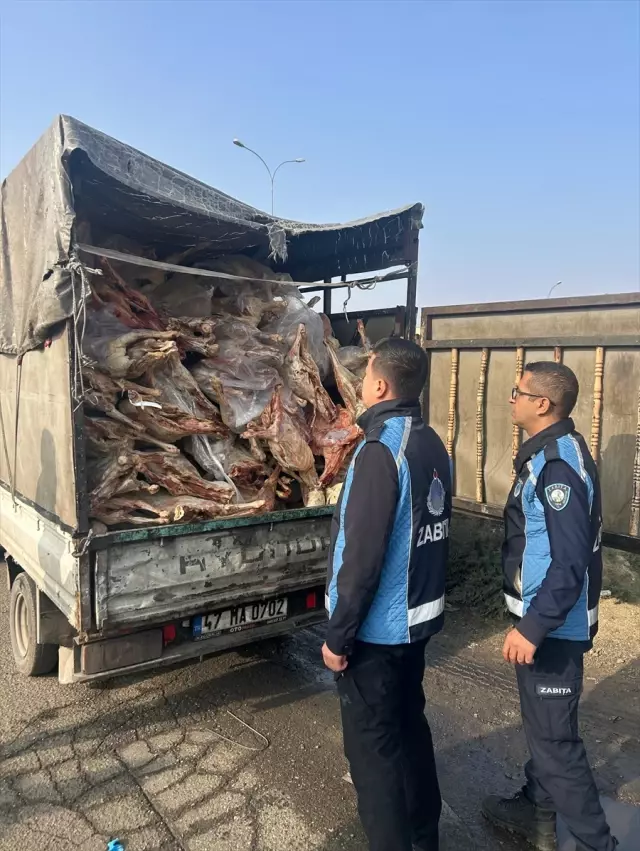 Gaziantep'te 1 ton 900 kilogram bozulmuş et imha edildi Gaziantep'te 1 ton 900 kilogram bozulmuş et imha edildi