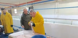 Keban'da alabalık sağımı yapıldı