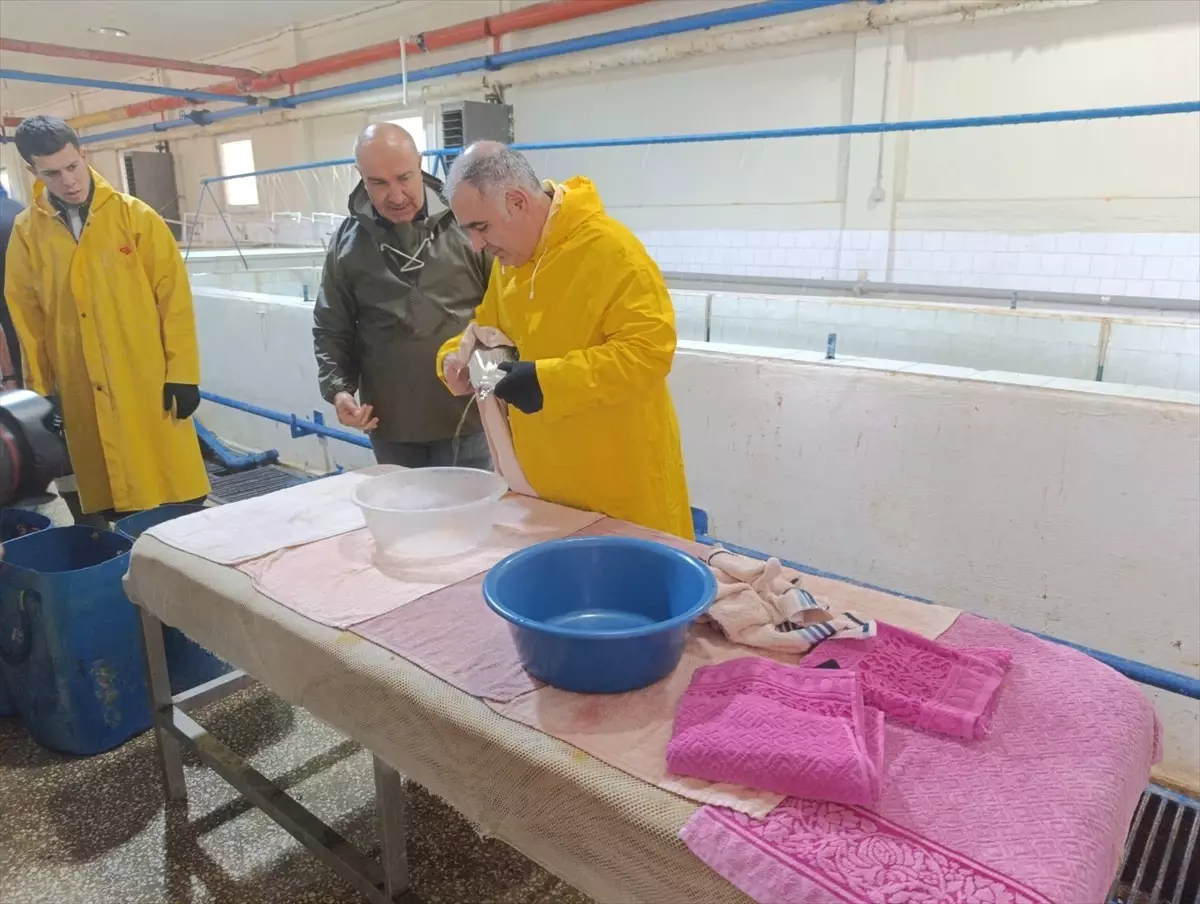 Keban'da alabalık sağımı yapıldı