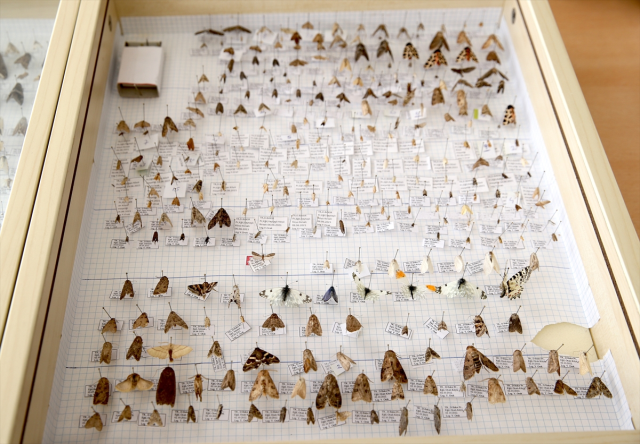 Keşfettiği yeni güve türüne eşinin adını verdi 6 kesfettigi yeni guve turune esinin adini verdi 19342882 4581 m