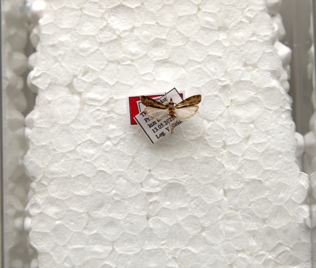 Keşfettiği yeni güve türüne eşinin adını verdi 4 kesfettigi yeni guve turune esinin adini verdi 19342882 6679 m