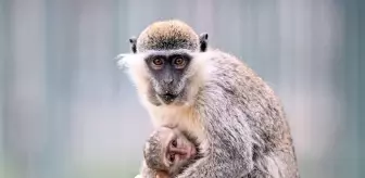 '14 Aralık Dünya Maymun Günü' Kayseri Hayvanat Bahçesi'nde muz partisiyle kutlandı