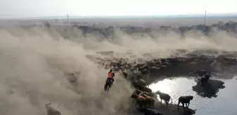 'Ağrı Dağı'nın kovboyları' eğittikleri yılkı atlarıyla sürüleri kontrol ediyor